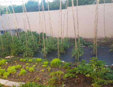 Illustration potager.jpg Illustration potager.jpg