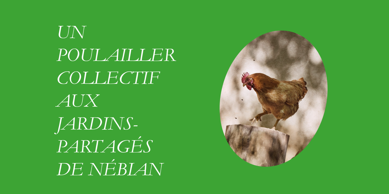 Image d'illustration pour : 18 Un poulailler collectif aux jardins partagés de Nébian