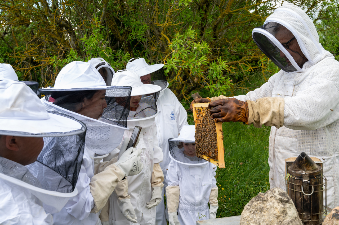 Image d'illustration pour : 22 Création d’un rucher pédagogique